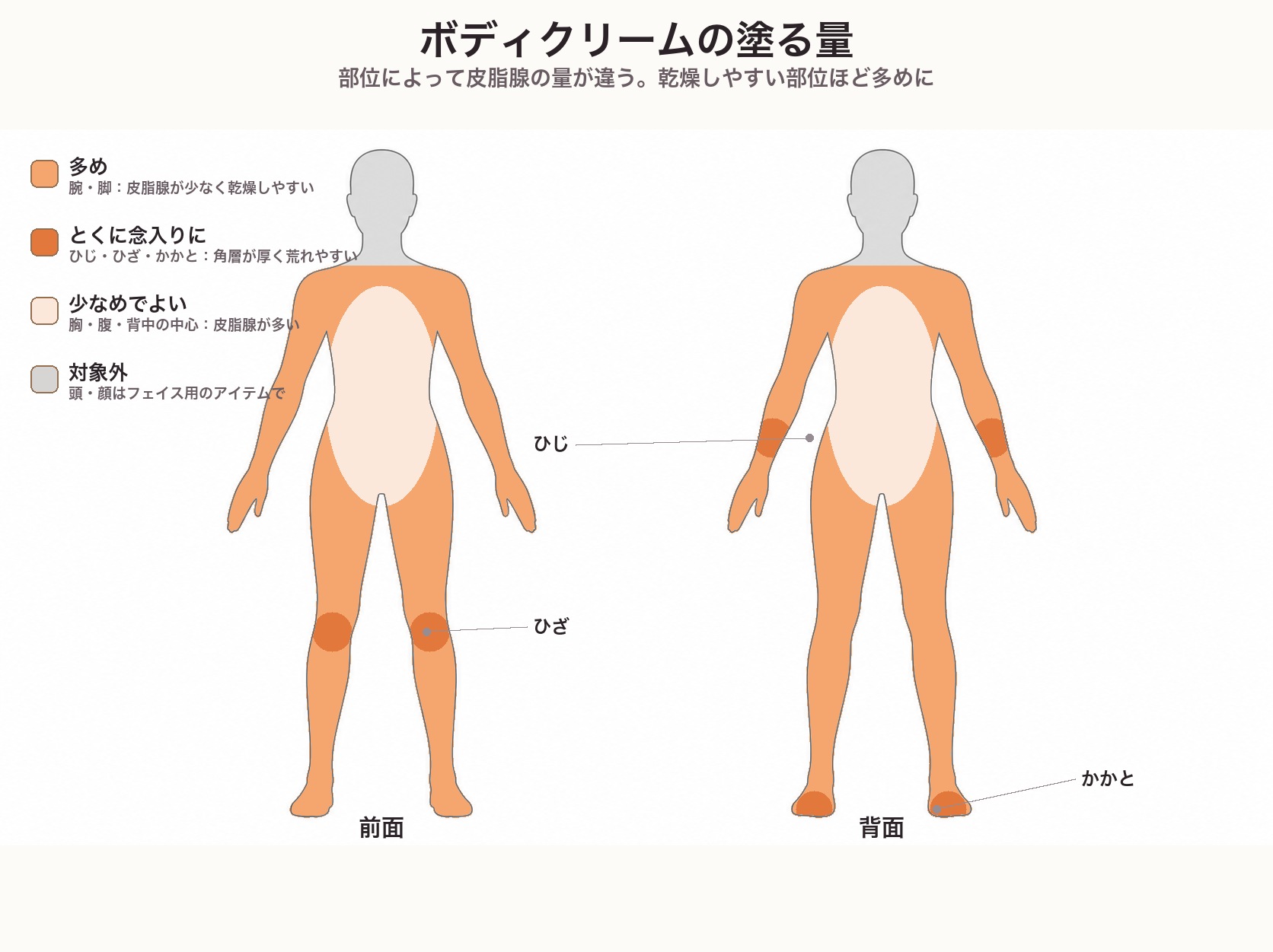 ボディクリームの塗る量の体マップ。皮脂腺が少なく乾燥しやすい腕と脚は多め、角層が厚いひじ・ひざ・かかとはとくに念入りに、皮脂腺が多い胸・腹・背中の中心は少なめでよい