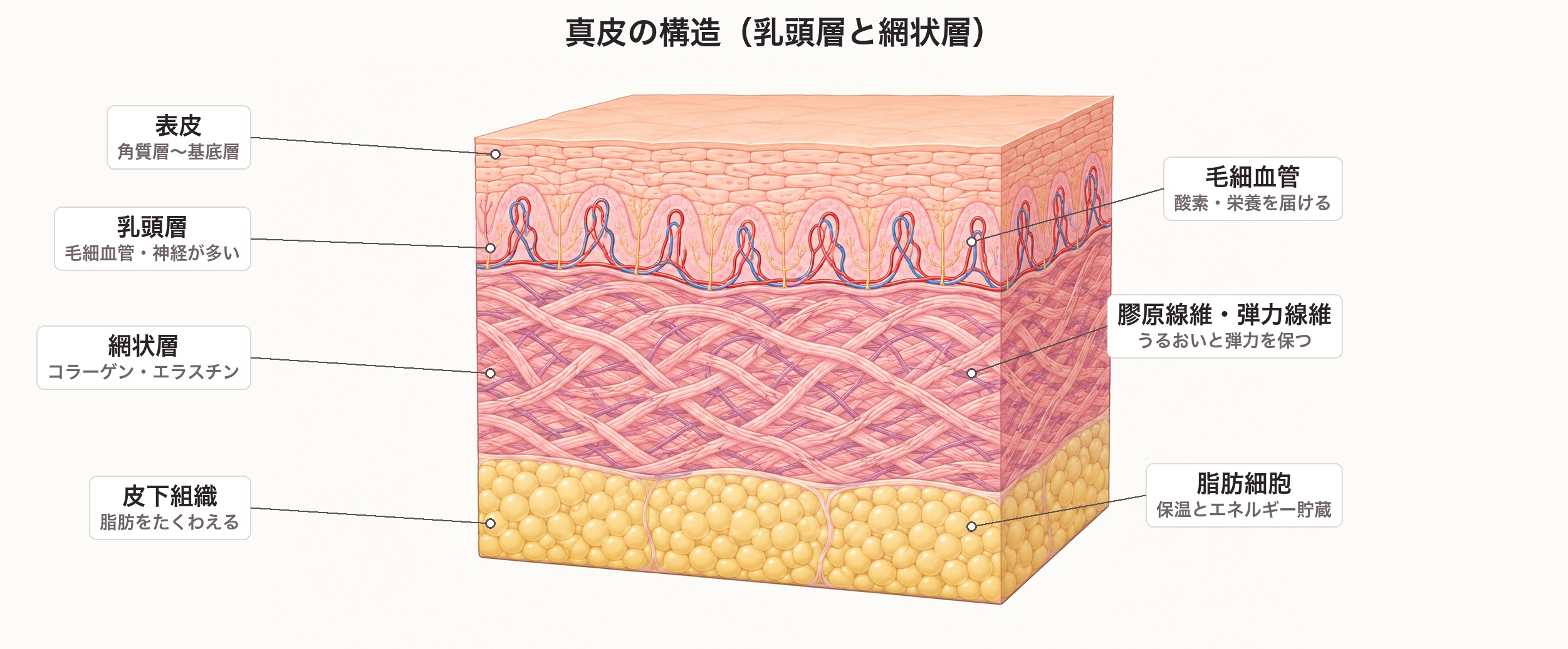 真皮の構造の断面図。上から表皮、毛細血管と神経が多く波打つ乳頭層、コラーゲンとエラスチンが網目状に走る網状層、脂肪細胞からなる皮下組織