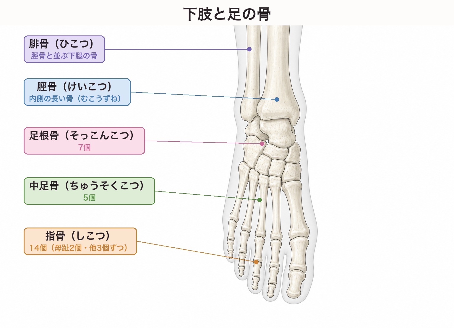 下肢と足の骨格図。脛骨は内側の長い骨、腓骨は脛骨と並ぶ下腿の骨、足根骨は7個、中足骨は5個、指骨は14個（母趾2個・他の趾は3個ずつ）