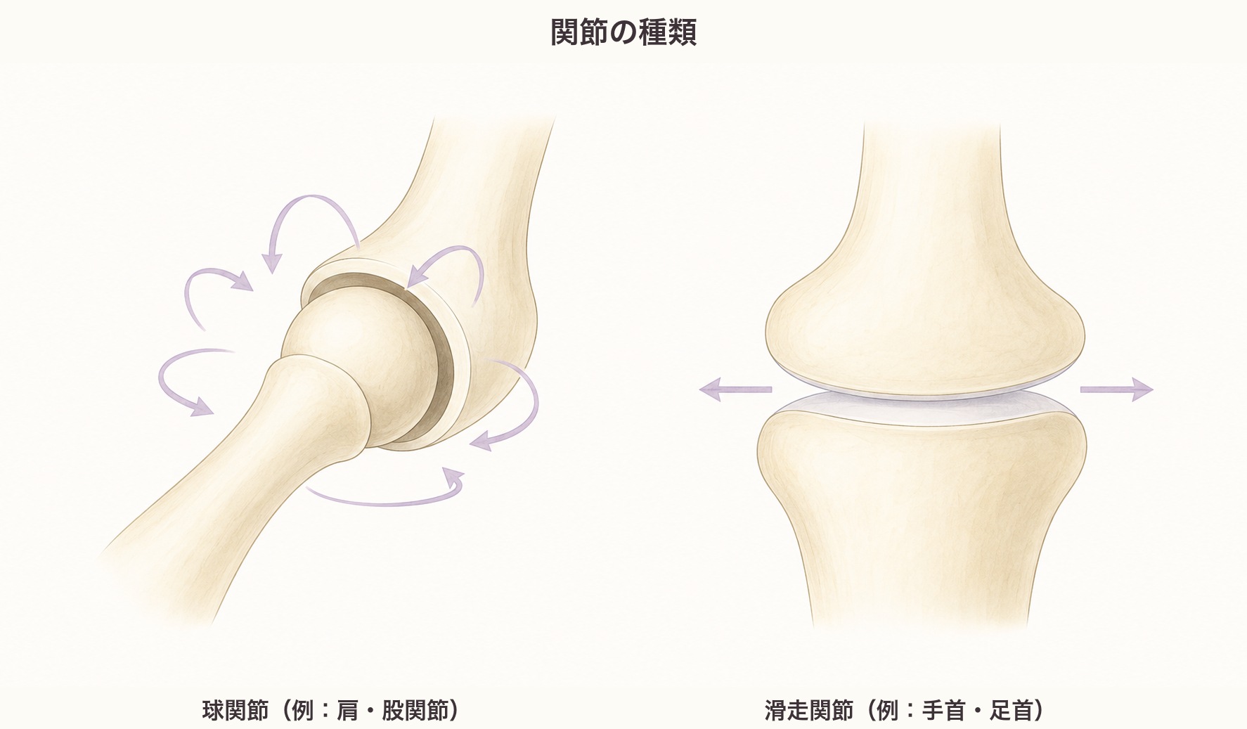 関節の種類の図。球関節(一つの骨が別の骨のくぼみに収まって回転する)と滑走関節(二つの骨が互いの上を滑るように動く)