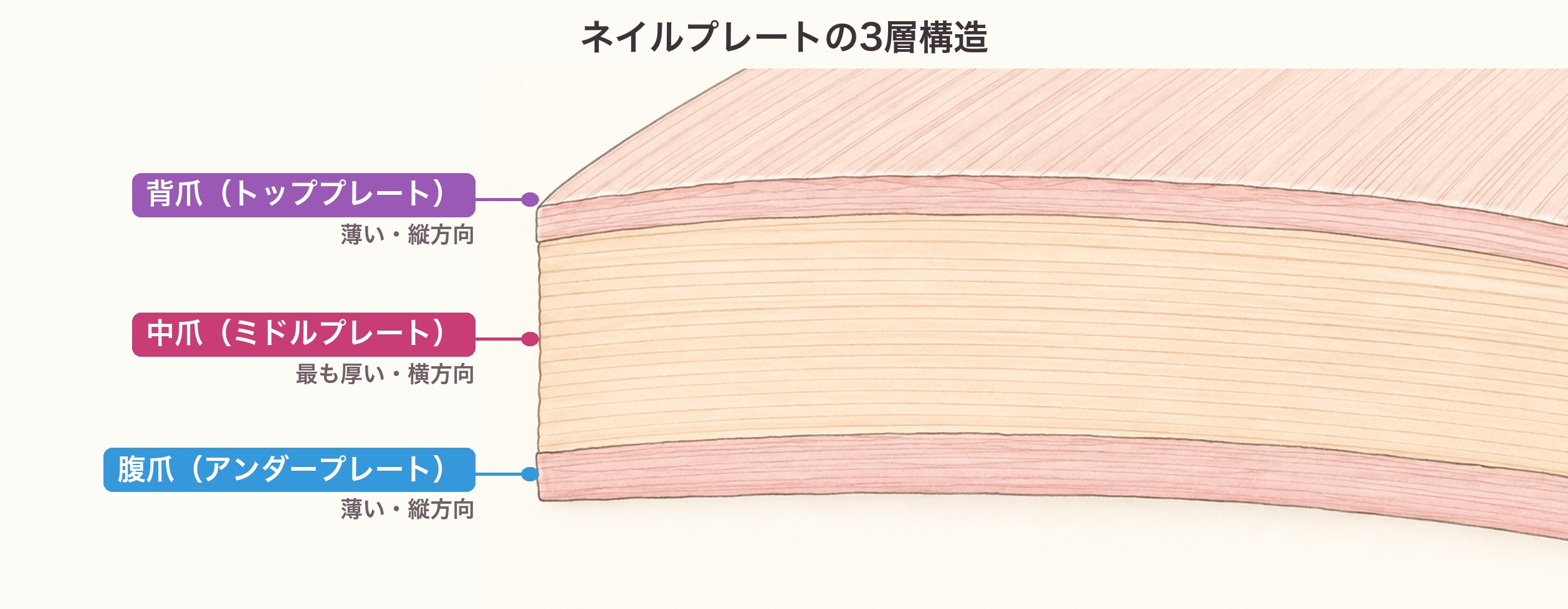 ネイルプレートの3層構造の図。背爪と腹爪は薄く縦方向、中爪は最も厚く横方向にケラチンが連なる
