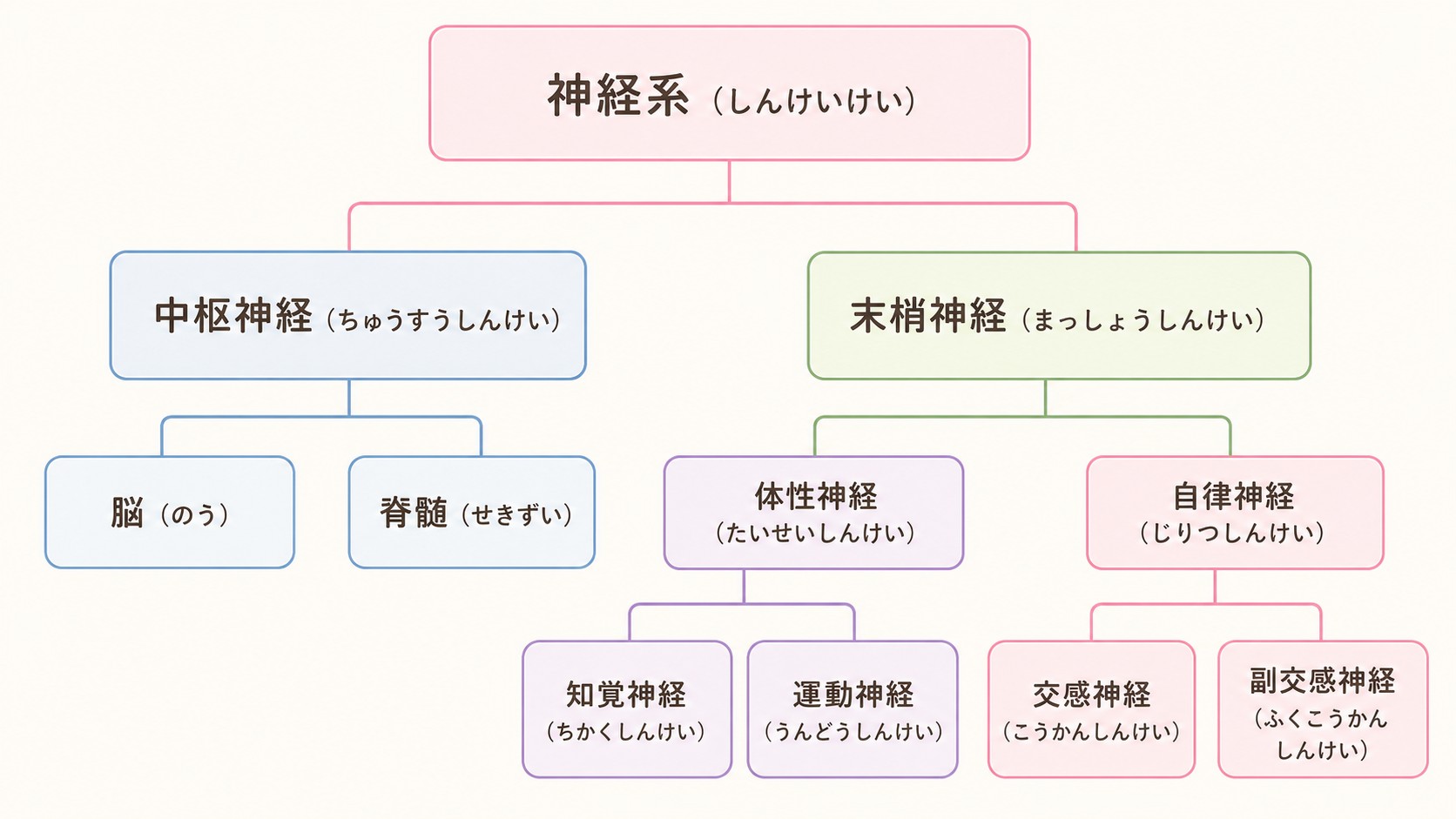 神経系の分類図。中枢神経(脳・脊髄)と末梢神経(体性神経=知覚神経・運動神経／自律神経=交感神経・副交感神経)
