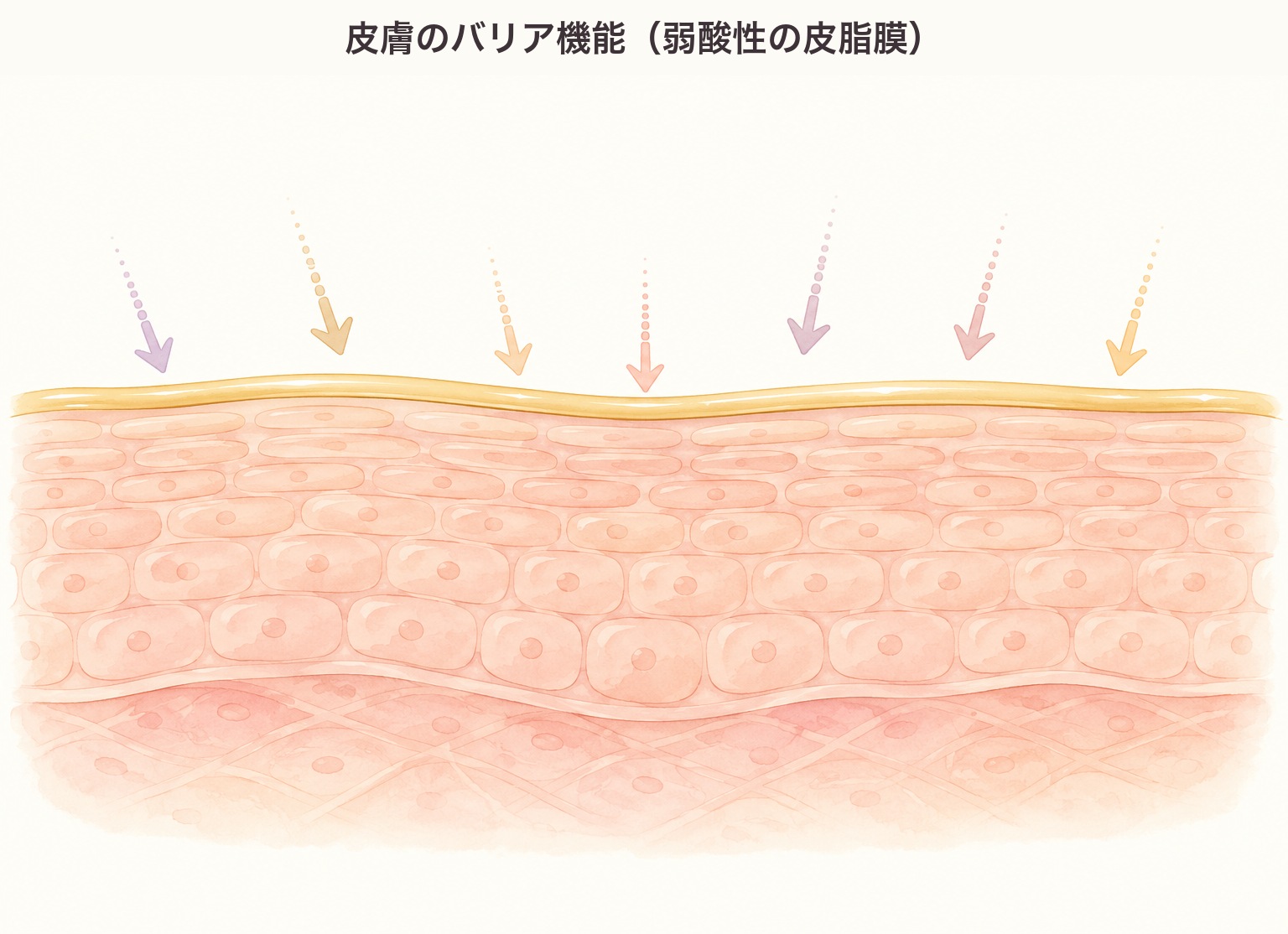 皮膚のバリア機能の図。皮膚表面を覆う薄い皮脂膜が、外からの異物や刺激を表面で防いでいる